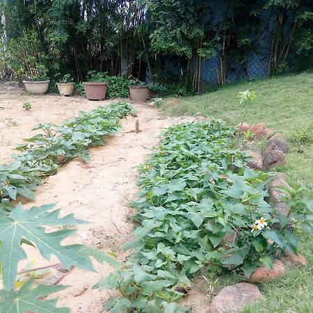 The Field Homestay Hoi An Dış mekan fotoğraf