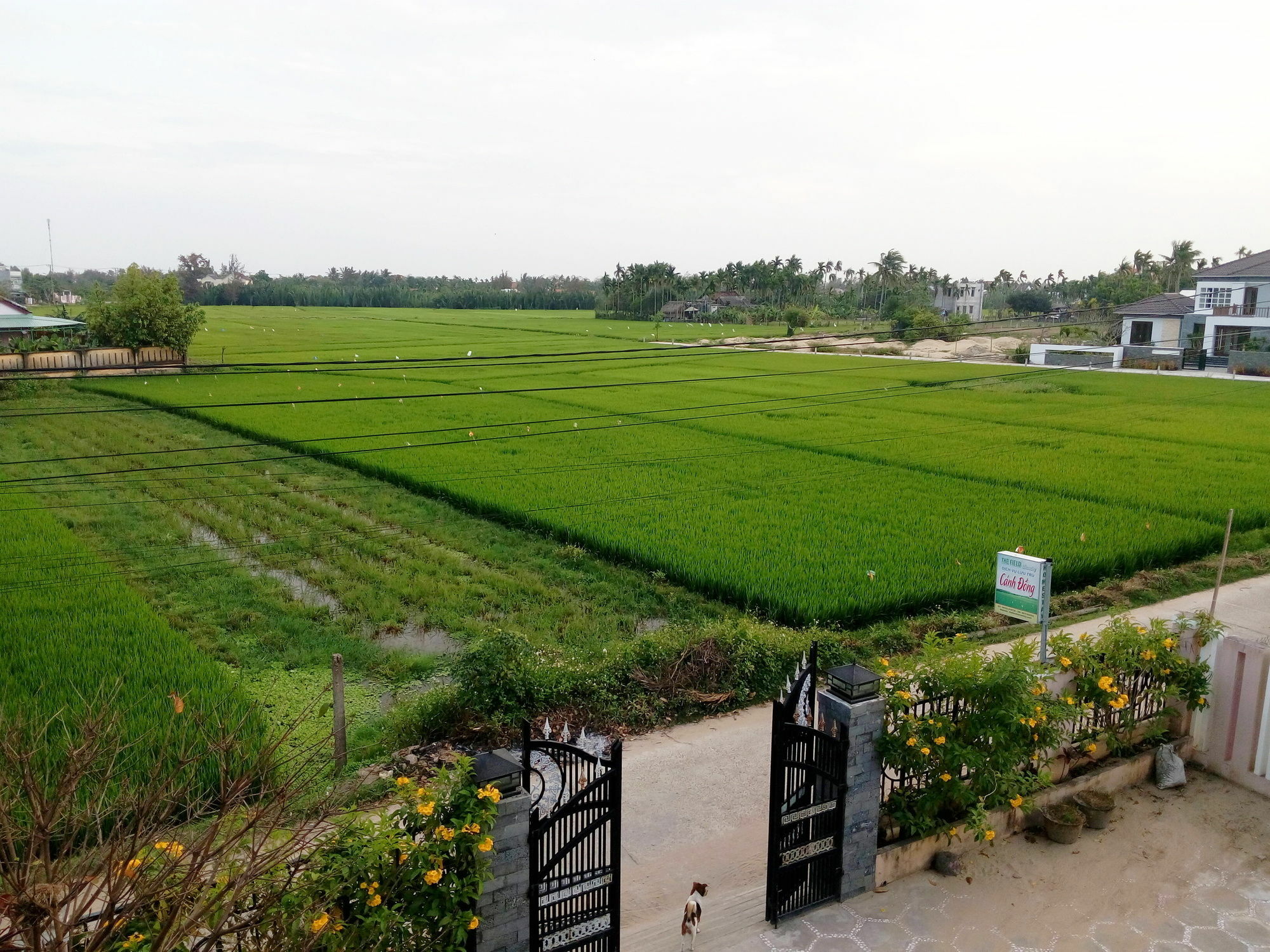 The Field Homestay Hoi An Dış mekan fotoğraf