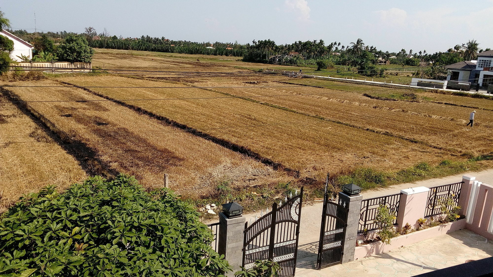 The Field Homestay Hoi An Dış mekan fotoğraf