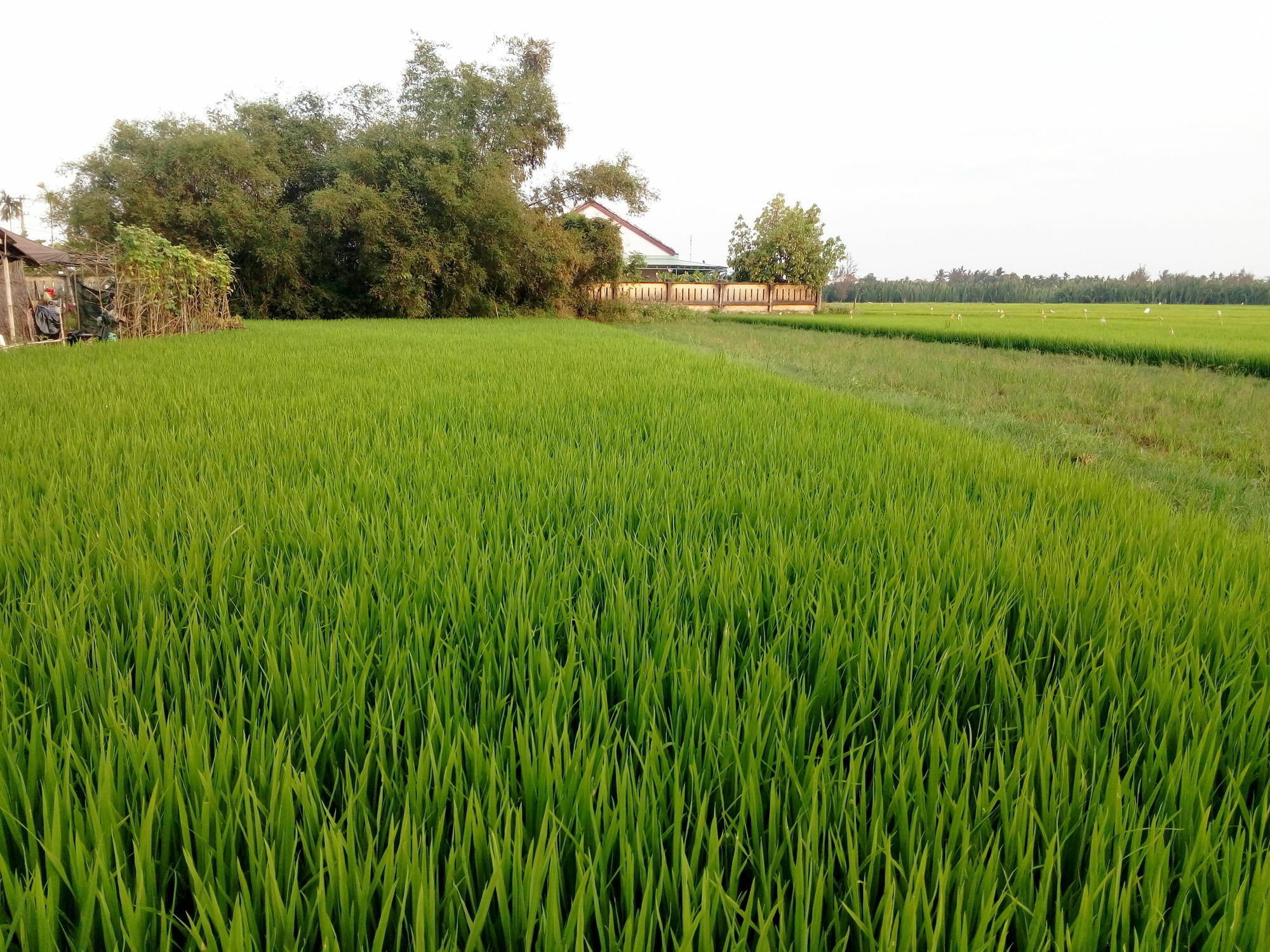 The Field Homestay Hoi An Dış mekan fotoğraf